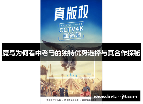 魔鸟为何看中老马的独特优势选择与其合作探秘
